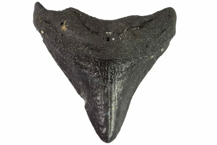 Juvenile Megalodon Tooth - Venice, Florida #97685